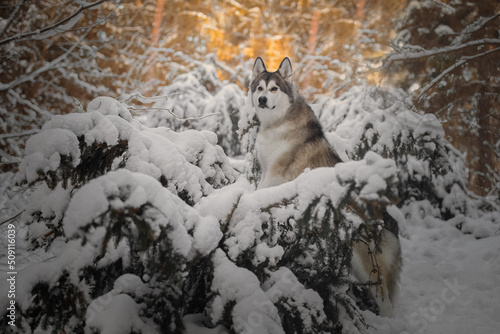 Winter portrait of a dog like a wolf