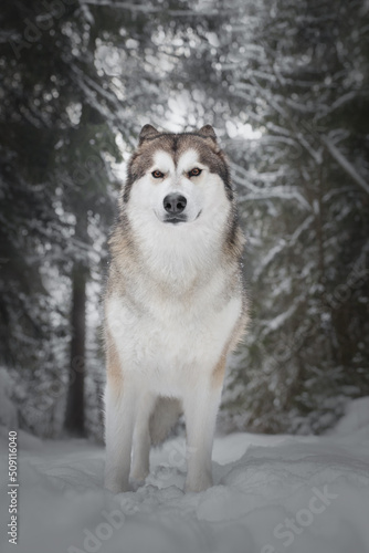 Winter portrait of a dog like a wolf