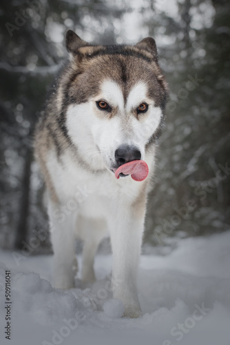 Winter portrait of a dog like a wolf