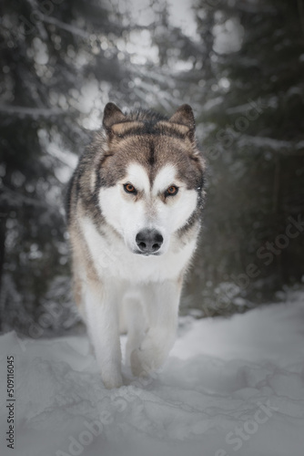Winter portrait of a dog like a wolf