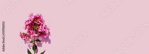 Pink beautiful flower phlox on pink background.