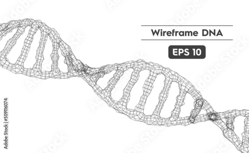 Vector illustration of the DNA structure using a wireframe mesh