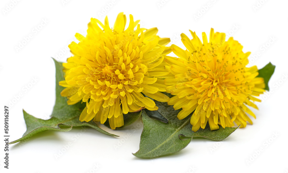 Dandelion with leaves. Dandelion with leaves.