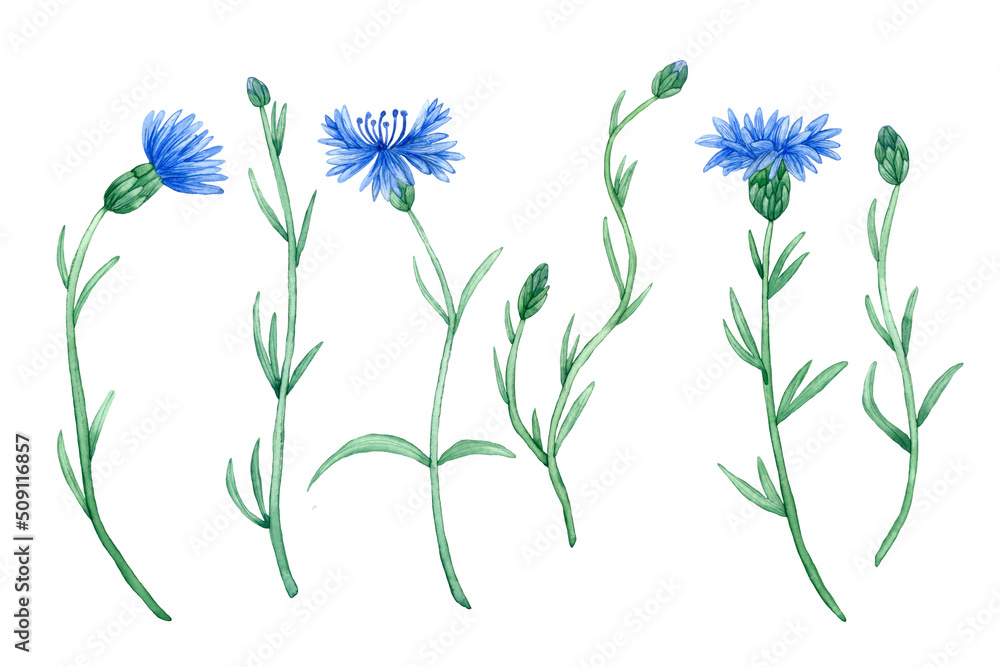 Watercolor cornflower illustration set. Hand drawn bachelor button watercolor illustration. Botanical flowers isolated