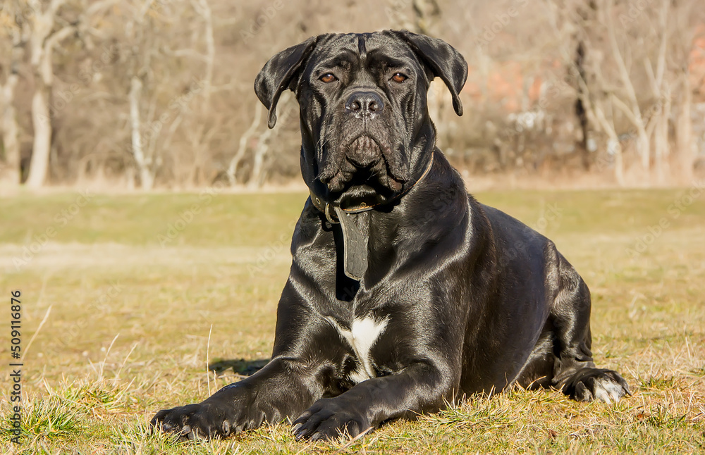 Black beautiful dog breed Cane Corso on a clear day.