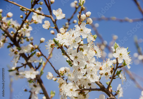 Beautiful flowering branch of a fruit tree against the blue sky.