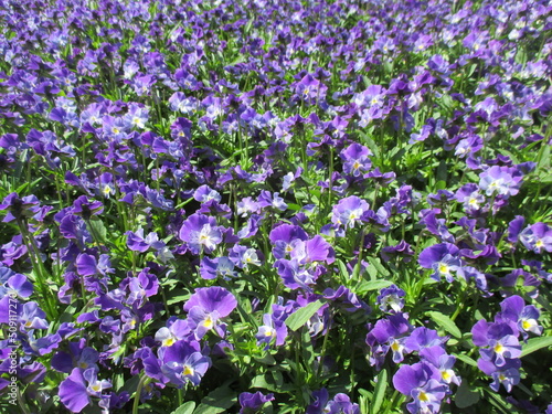 春の花壇に美しく咲き誇る、青や紫が鮮やかなビオラ（パンジー）