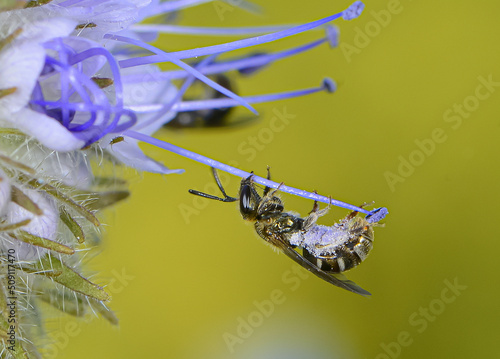 Abeille sauvage butine