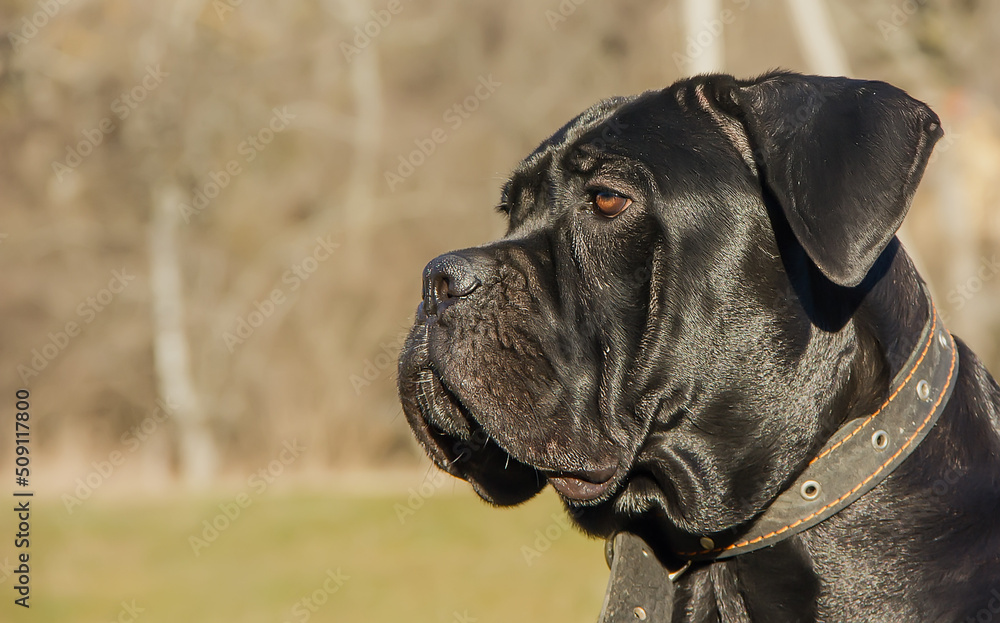 Black beautiful dog breed Cane Corso on a clear day. Black beautiful dog breed Cane Corso on a clear day.