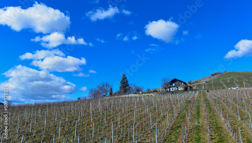 Grandvaux  Weinbaugebiet im Kanton Waadt in der Schweiz
