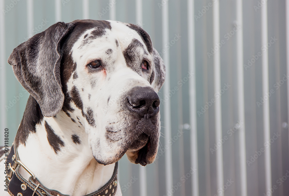 Portrait of a large beautiful dog of the Great Dane breed.