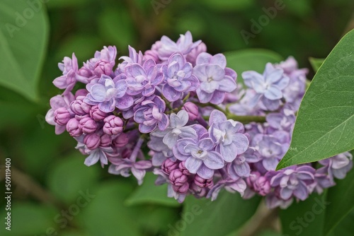  small blue purple flowers of lilac on a branch with green leaves in the park