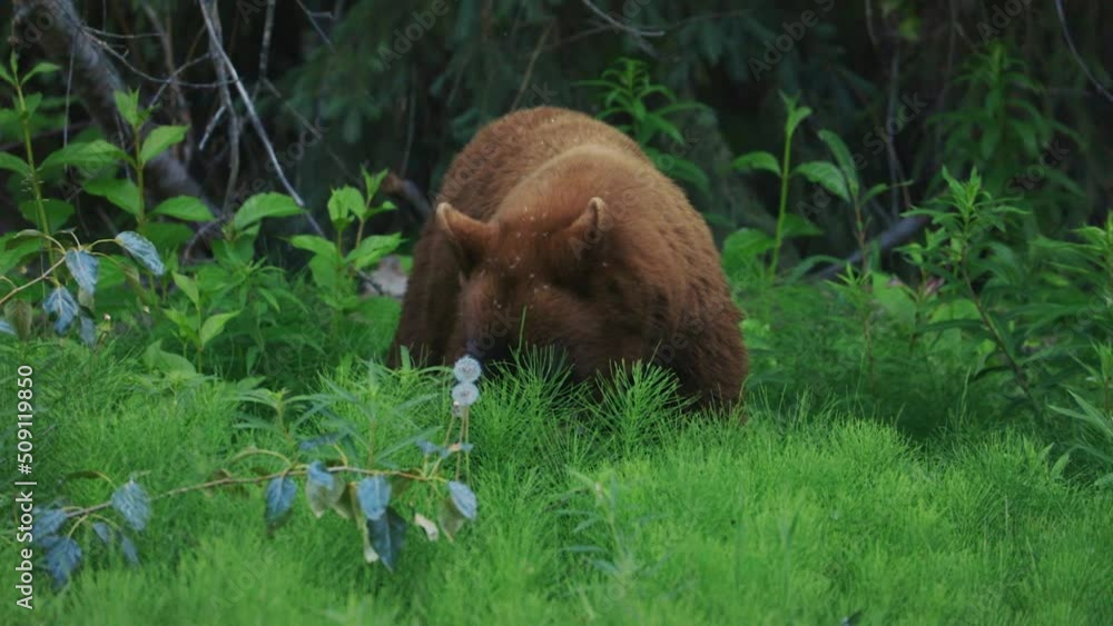 Brown Bear Looks Around While Eating Grass Brown Bear Looks Around While Eating Grass