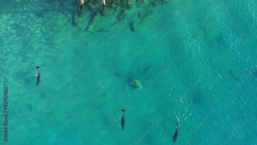 Gray dolphins come up with their backs to breathe as they swim off the coast of Eilat, Israel in the clear red sea. Top down drone following shot