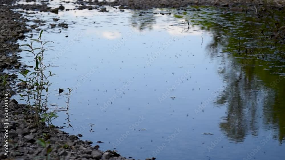 Mosquito swarm above water surface, insects above puddle Mosquito swarm above water surface, insects above puddle