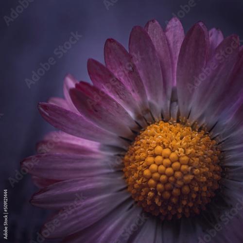 romantic daisy flower in spring season