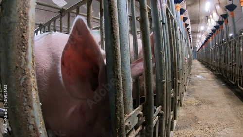 A pig farm with a large number of pigs. Modern agricultural pig farm