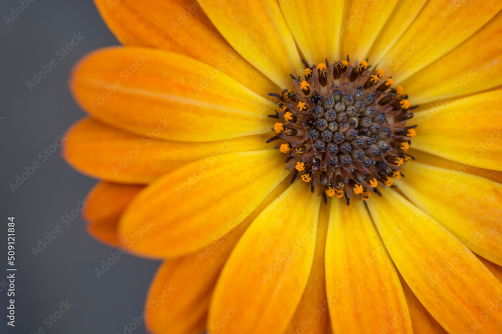 Daisy flower close up Daisy flower close up