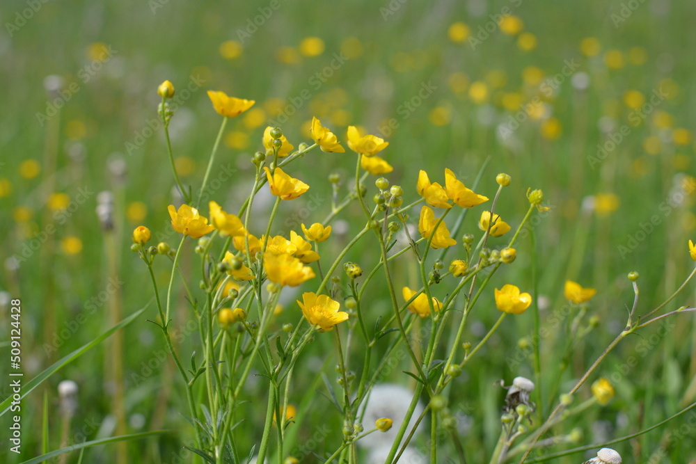 Obraz premium field of dandelions