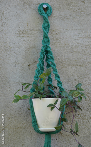 flowers on the wall in macrame hangers