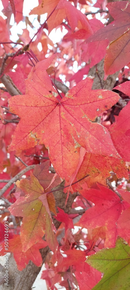 red maple leaves red maple leaves