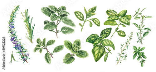 A set of Provencal herbs: basil, marjoram, rosemary, cumin. Watercolor illustration on a white background. kitchen slicers. Homemade spicy herbs. suitable for booklets, restaurant menus, design. © Nastya Che