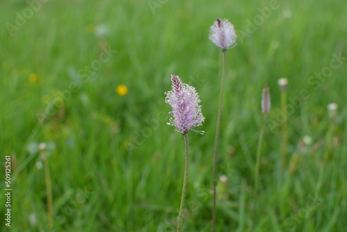 Wallpaper Mural pink flower Torontodigital.ca