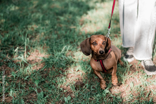 A little brown dachshund on a walk.