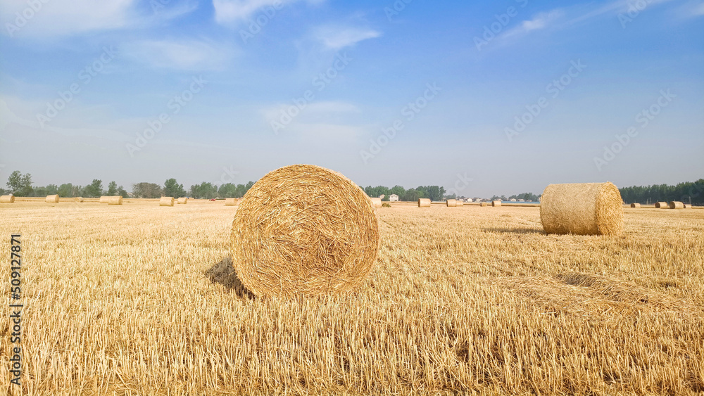Fototapeta premium A field with wheat straw bales after harvest on the sky background