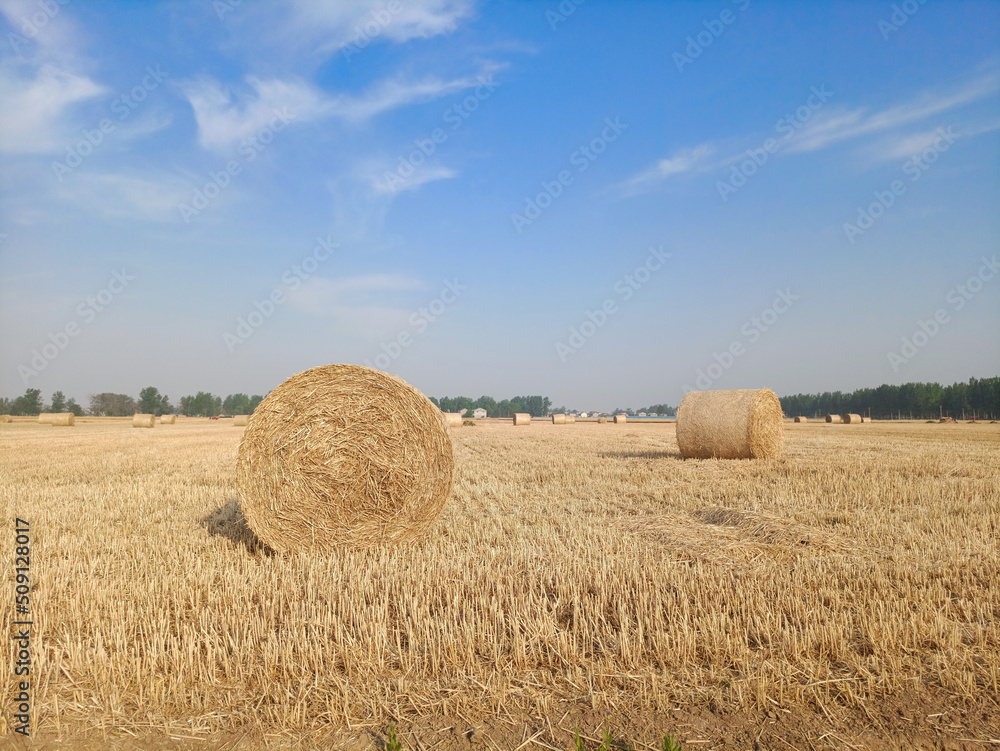 A field with wheat straw bales after harvest on the sky background