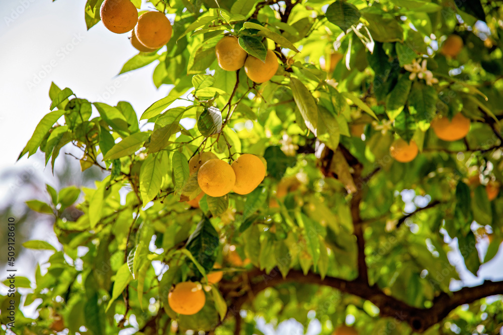 Orange and lemon tree with fruits on its branches, Andalucia, Spain. Seville. Orange and lemon tree with fruits on its branches, Andalucia, Spain. Seville.