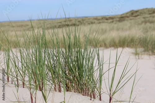 Fototapeta Naklejka Na Ścianę i Meble -  dune grass on the dunes on Sylt, Germany
