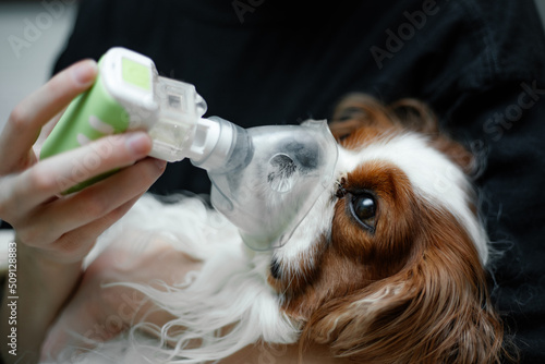 Billede på lærred Veterinar doctor saving King Cavalier Charles coker spaniel dog mask inhalation nebulizer allergy, cough, sick