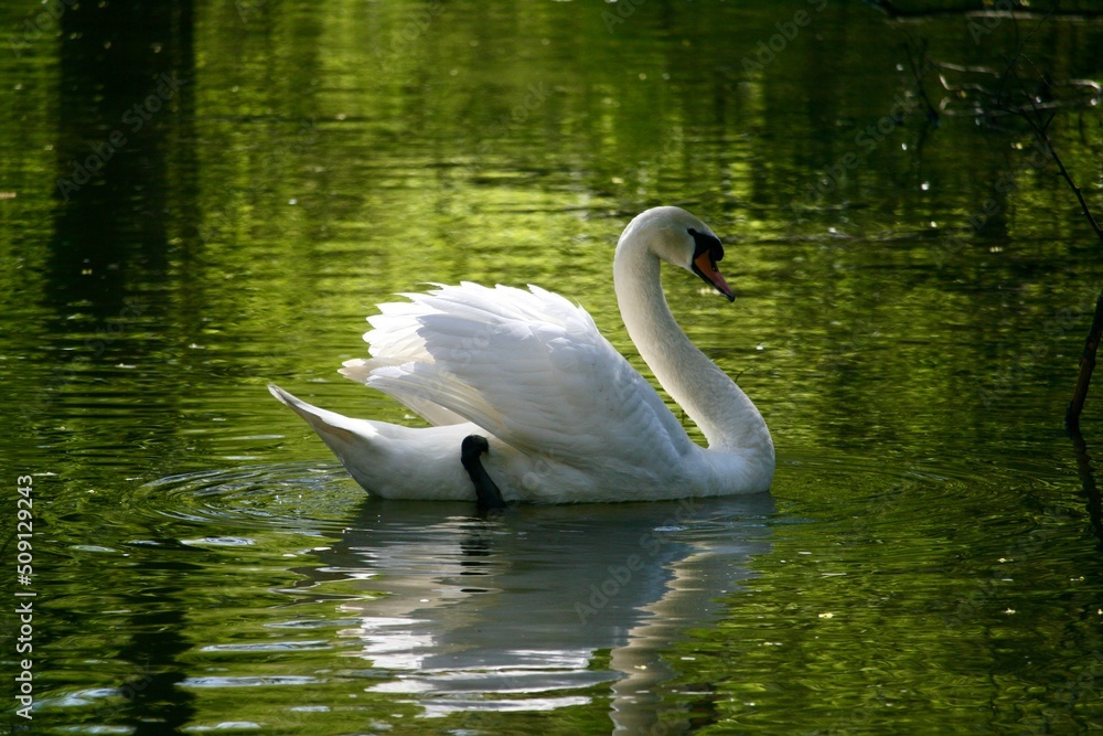 Naklejka premium Swan