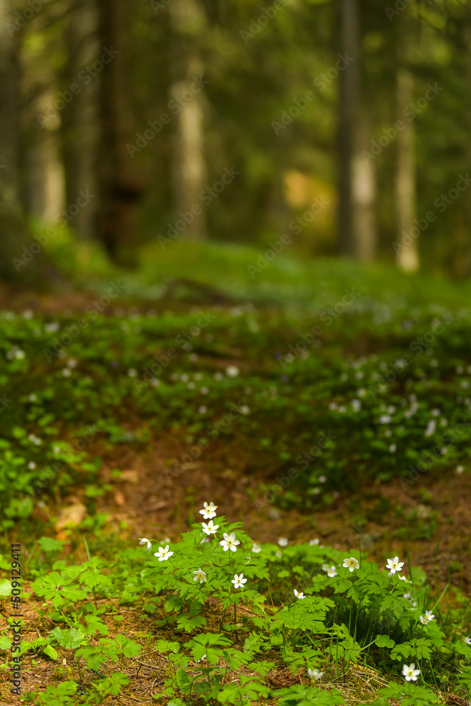 False Anemone tiny forest floor flowers photographed in a beautiful morning in the mountains. Isopyrum thalictroides flower frequently seen in the forests. Floral photography. False Anemone tiny forest floor flowers photographed in a beautiful morning in the mountains. Isopyrum thalictroides flower frequently seen in the forests. Floral photography.