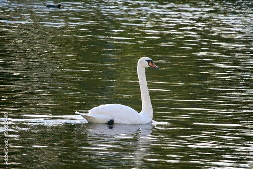 Swan