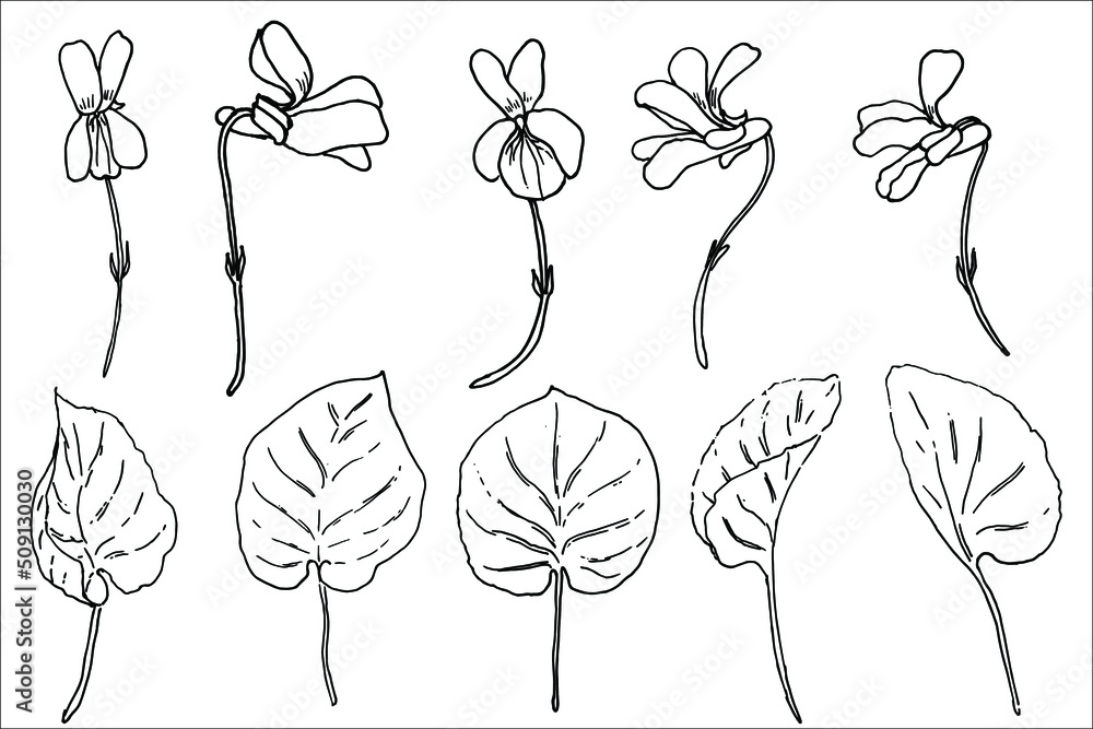 Violets vector set. Doodle image of flowers and leaves. Black and white sketch of a plant. Botanical illustration. Hand drawn outline. Tattoo. Violets vector set. Doodle image of flowers and leaves. Black and white sketch of a plant. Botanical illustration. Hand drawn outline. Tattoo.