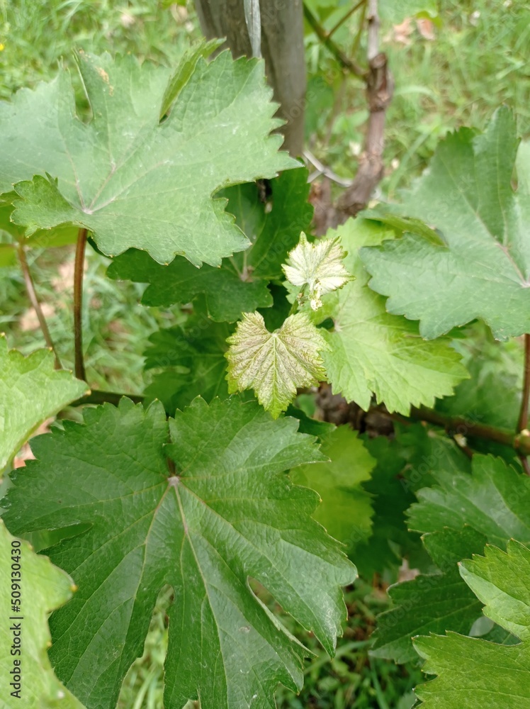 Feuille de vigne au printemps en pleine croissance Feuille de vigne au printemps en pleine croissance