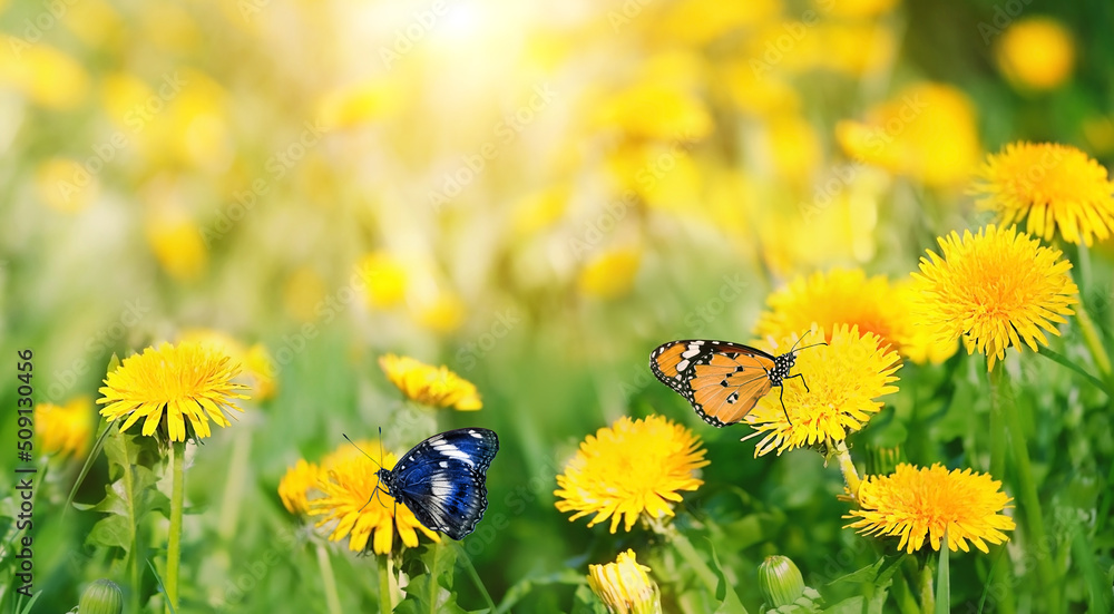 Butterflies on yellow dandelion flowers close up, natural blurred  background. Beautiful dreamy image of nature. Green field with yellow  fluffy dandelions, floral spring summer season Stock Photo