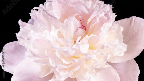 White Pink Peony Blooming in Time Lapse on a Black Background. Tender Flower Moving Pentals Close Up While Blossoming photo