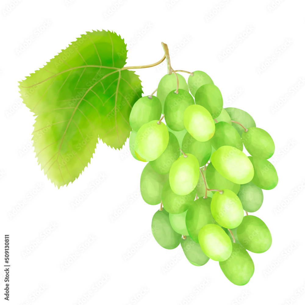 Obraz premium Green grapes with a leaf painted illustration, isolated on a white background