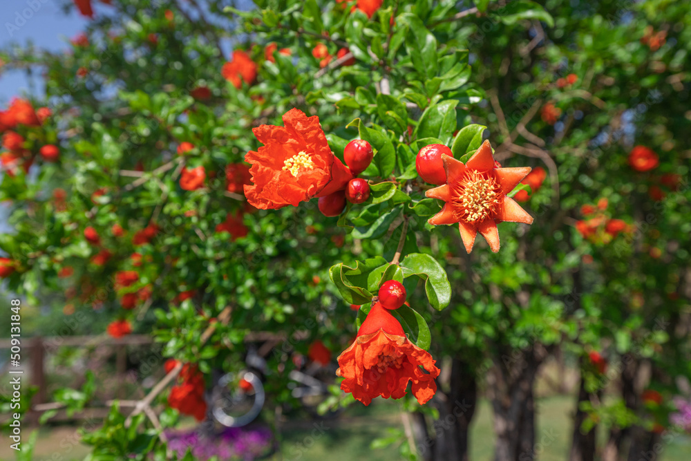 Blooming pomegranate - as an ornamental and agricultural plant. Close-up on a red flower at spring