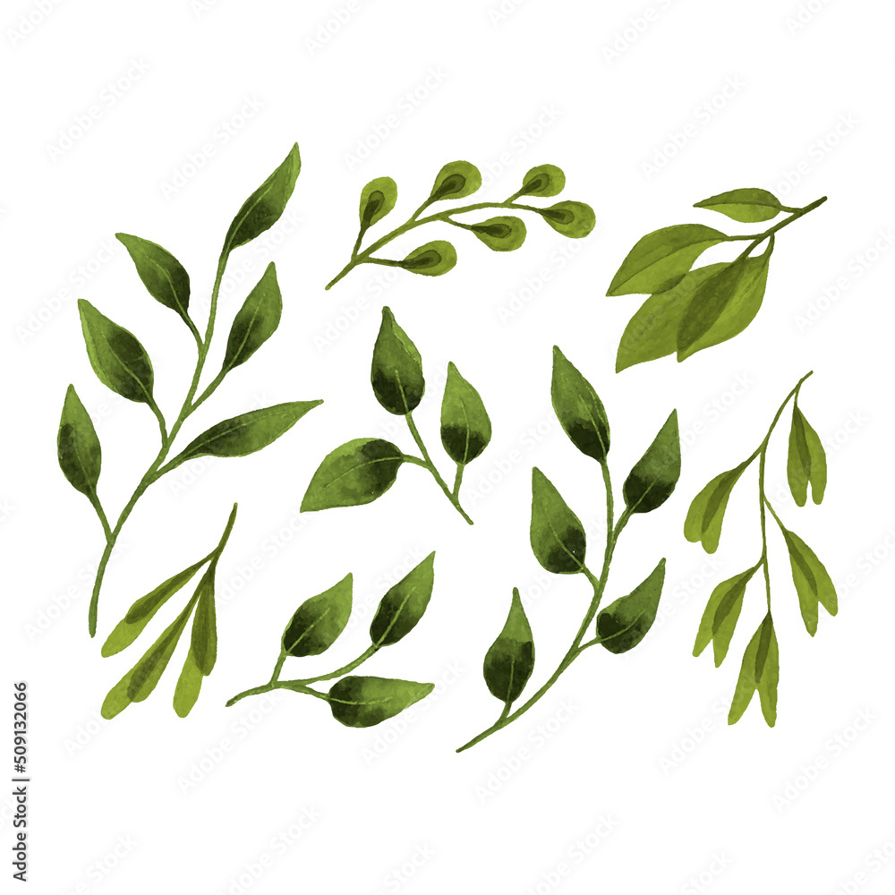 Set leaf botanical watercolor, hand drawing, leaves branches, design elements, isolated, white background.
