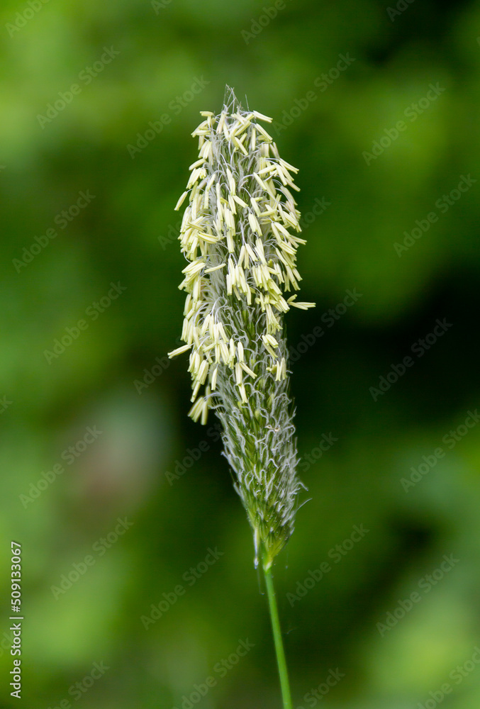 Flowering head of meadow foxtail Flowering head of meadow foxtail