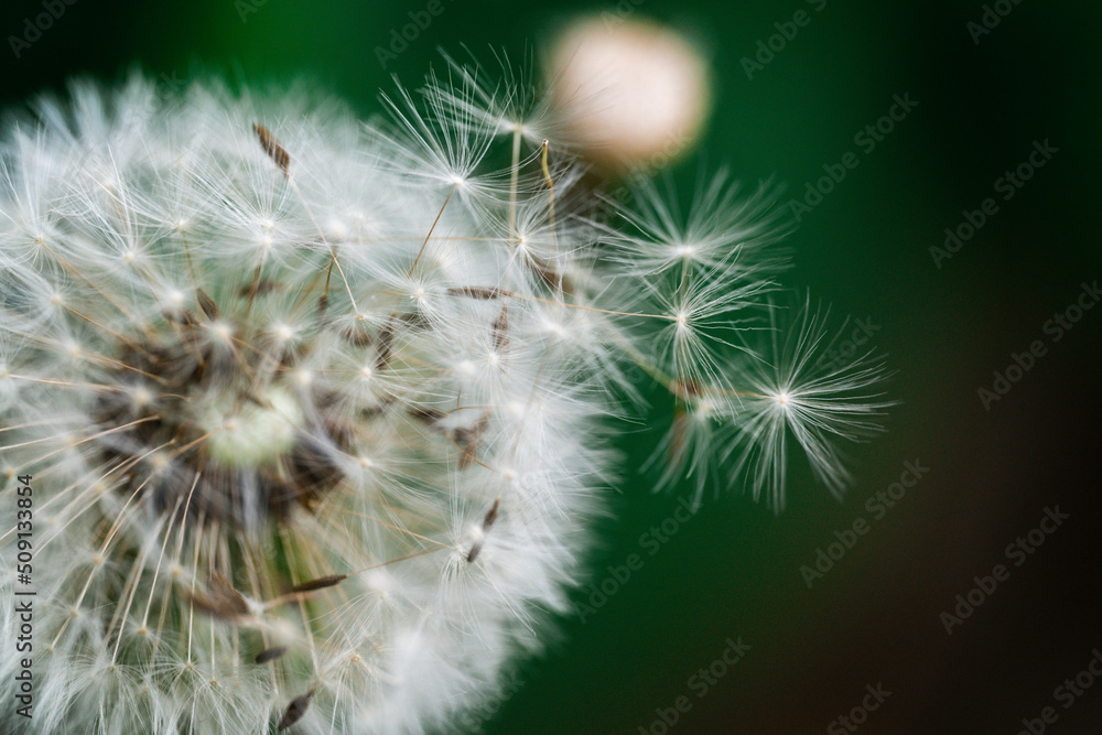 Close-up dandelion with a seeds Close-up dandelion with a seeds