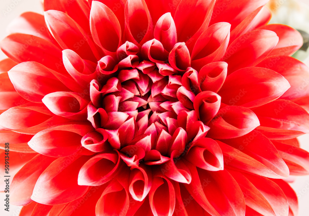 macro shot of red dahlia flower, central view