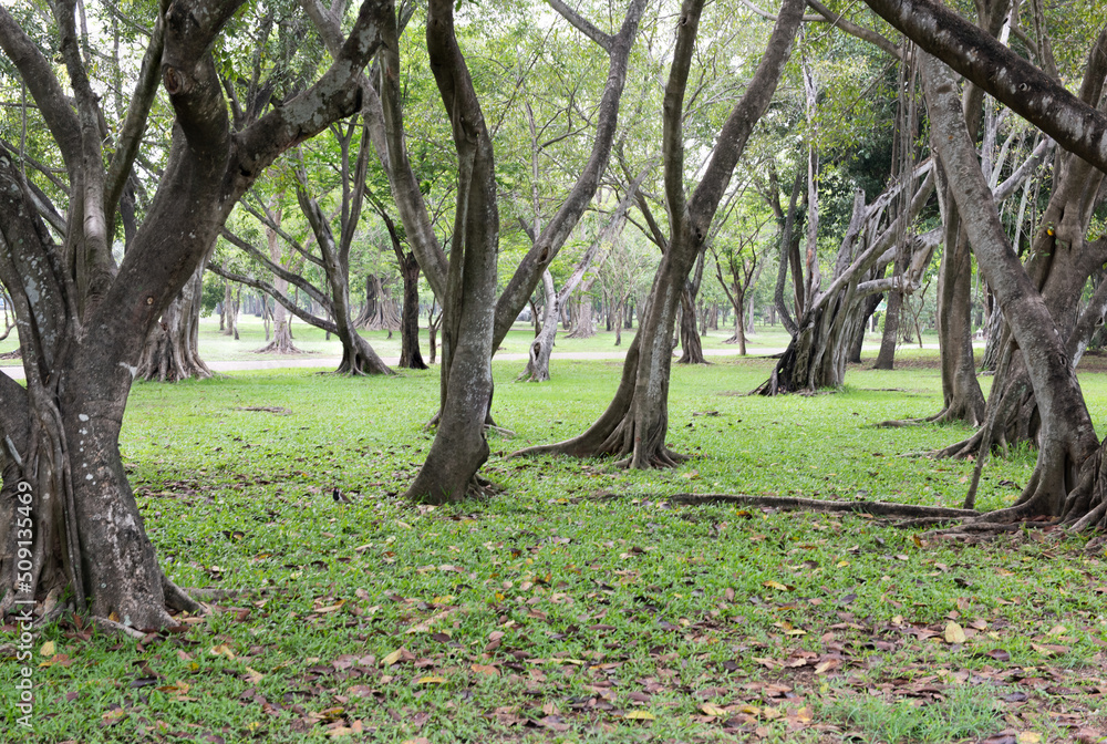 Bodhi tree or ficus religiosa trees on nature background. Bodhi tree or ficus religiosa trees on nature background.
