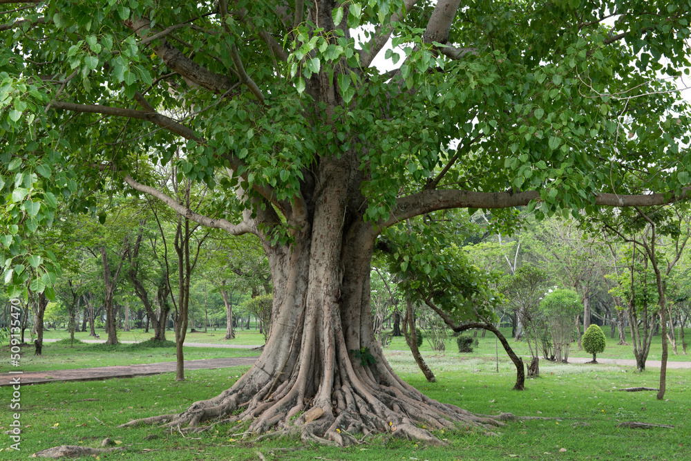 Bodhi tree or ficus religiosa trees on nature background.