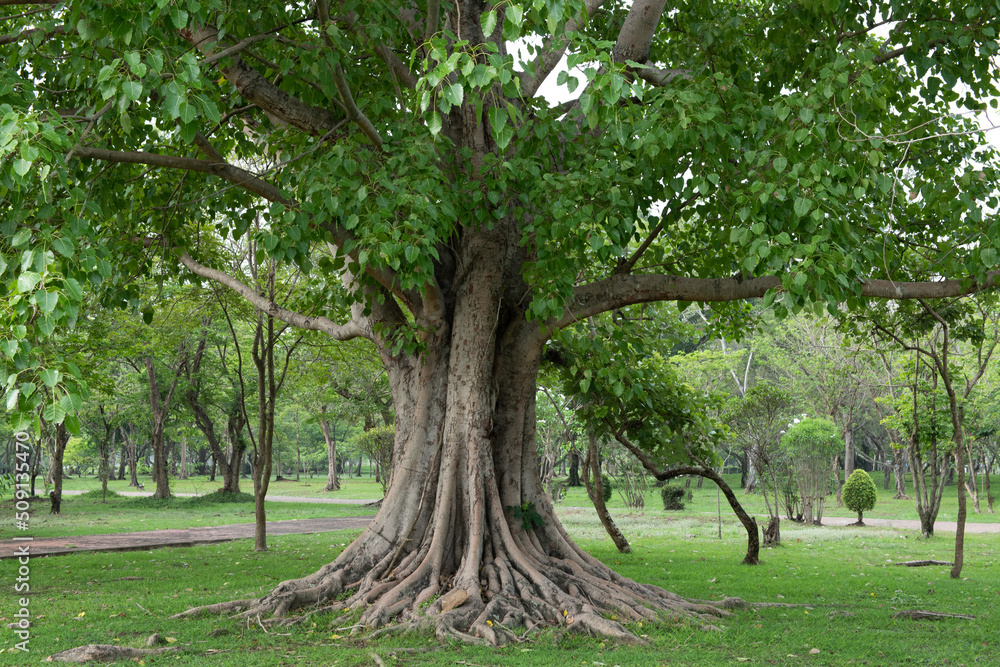 Bodhi tree or ficus religiosa trees on nature background. Bodhi tree or ficus religiosa trees on nature background.