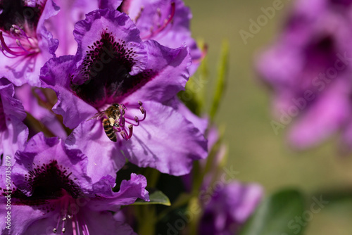 Close-up of a Bee about to pollinate a Rhododendron flower.